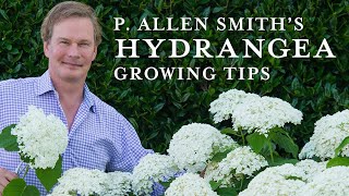 Tips and Care for Hydrangeas [upl. by Tallia]