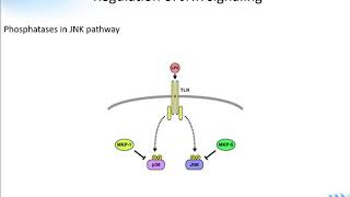 JNK Signaling Pathway Creative Diagnostics [upl. by Alaecim]