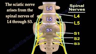 Sciatic Nerve  Anatomy  3D animation  Everything You Need To Know  Dr Nabil Ebraheim [upl. by Yetnruoc808]