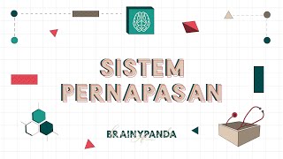 Sistem Pernapasan Respirasi Eksternal dan Internal  Ilmu Biomedik Dasar  Brainy Panda [upl. by Zacarias]