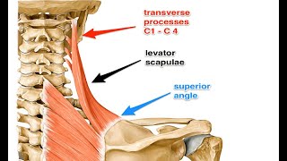 Two Minutes of Anatomy Levator Scapula [upl. by Fineman]