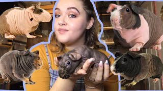 HOW TO CARE FOR SKINNY PIGS HAIRLESS GUINEA PIGS [upl. by Widera91]