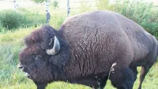 BEST Buffalo Mating Grunt 2 Yellowstone National Park [upl. by Bryana]