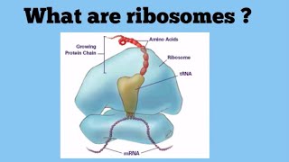 Ribosomes The Protein Factories [upl. by Alexandrina]