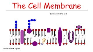 The Cell Membrane [upl. by Gardel]