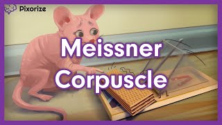 Meissner Corpuscle Mnemonic [upl. by Bolger]