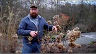 Gardening tips Pruning Hydrangea Paniculata [upl. by Waneta]