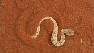 Terrifying The Venomous Sidewinder Snake Slithers at 18 MPH [upl. by Iglesias107]