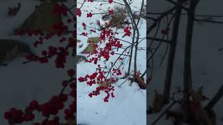 Ilex verticillata Winterberry [upl. by Yrocal]