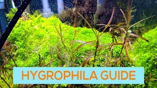 HYGROPHILA BLUE WILLOW ARAGUAIA  EASY AQUARIUM STEM PLANT GUIDE [upl. by Prichard]