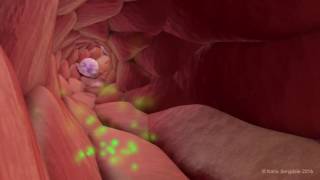 Extravasation of Neutrophils [upl. by Wilkins]