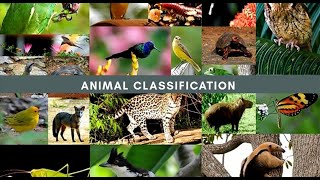 Animal Classification omnivores herbivores carnivores [upl. by Tung999]