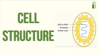 ALevel Biology Revision  Part 21  Cell Structure [upl. by Sil]