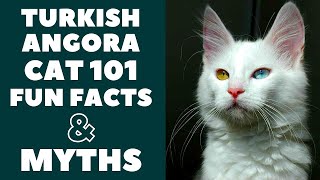 Turkish Angora Cats 101  Fun Facts amp Myths [upl. by Enailil401]