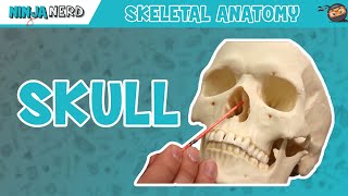 Skull Anatomy  Older Version [upl. by Htebarual]