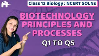 Biotechnology Principles and Processes Class 12 Biology  Chapter 11 Ncert Solutions Questions 15 [upl. by Vasos614]