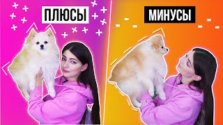 ПЛЮСЫ И МИНУСЫ ШПИЦА  ЧТО НУЖНО ЗНАТЬ [upl. by Nnagem44]