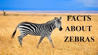 23 Thrilling Facts About Zebrasfascinating facts about zebra [upl. by Dirrej]