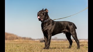 Cane Corso  Great Italian Mastiff [upl. by Ykcub]