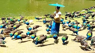 10 Most Beautiful Peacocks in the World [upl. by Fiona541]