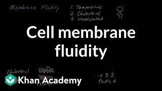 Cell membrane fluidity  Cells  MCAT  Khan Academy [upl. by Riorsson]