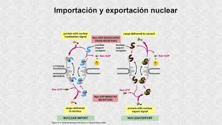 Transporte nuclear [upl. by Brandise]