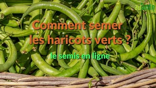 Comment SEMER les HARICOTS VERTS [upl. by Roice]