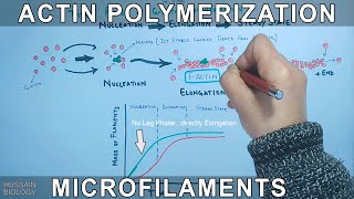 Actin Polymerization  GActins [upl. by Aw]