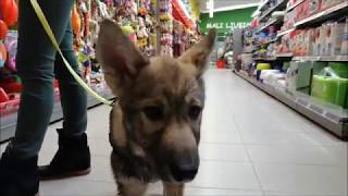 Tamaskan Puppy at the Pet Store [upl. by Mixie496]