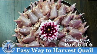 Easy Way to Harvest Quails [upl. by Jacobs501]