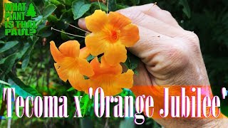 Tecoma x Orange Jubilee  procudes masses of orange trumpetshaped flowers [upl. by Tomkins275]