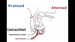 Preload en afterload [upl. by Ramal]