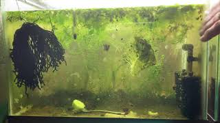 Scuds Daphnia Cherry Shrimp Copepods My aquatic food culture [upl. by Tymes]