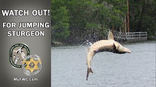 Watch for Jumping Sturgeon [upl. by Yebot]