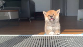 Shiba Inu from Puppy to Adult 8 weeks to 1 year [upl. by Aicertal]