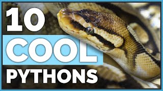 Meet My 10 Coolest Ball Pythons amp Their Morphs [upl. by Nhguavahs]