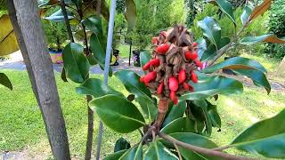 Southern Magnolia Seeds Magnolia grandiflora [upl. by Lavro904]