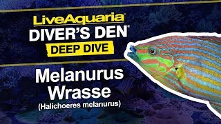 LiveAquaria® Diver’s Den® Deep Dive Melanurus Wrasse Halichoeres melanurus [upl. by Amalea151]