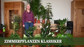 Zimmerpflanzen Teil 1  Die Klassiker Pflege und Ansprüche [upl. by Amrak661]