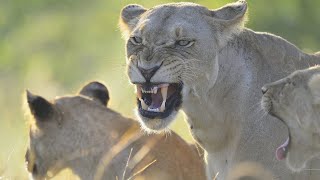 The Strongest LION PRIDE in Luangwa Valley  National Geographic Documentary 2020 Full HD 1080p [upl. by Nomihs407]