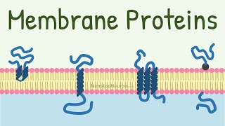 Membrane Proteins  DONT MISS the FUNCTIONS at 418 [upl. by Icyak]