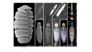 Dinoflagellates  Nematocysts [upl. by Desmond]