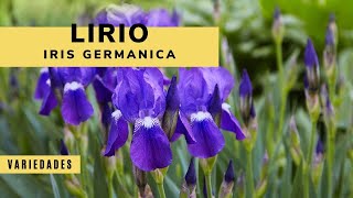 Lirio o Iris germánica en el jardín  Decogarden  Jardinatis [upl. by Klehm378]