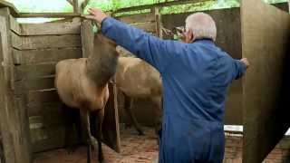 Handling Elk amp Wapiti in New Zealand [upl. by Gebelein]