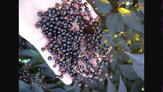 Guide To Growing Elderberry  Permaculture Plants [upl. by Scutt]