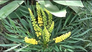 Mahonia eurybracteata Soft Caress [upl. by Nevear]