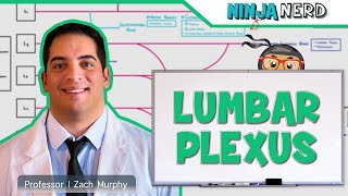 Neurology  Lumbar Plexus [upl. by Onaicul]