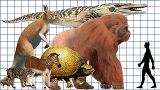 Cenozoic Beast A size comparison [upl. by Ttergram]