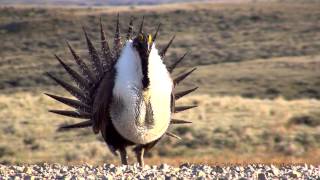 Greater SageGrouse [upl. by Hanfurd637]