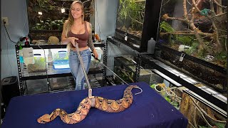 HUGE Gaboon Viper [upl. by Hildegarde]